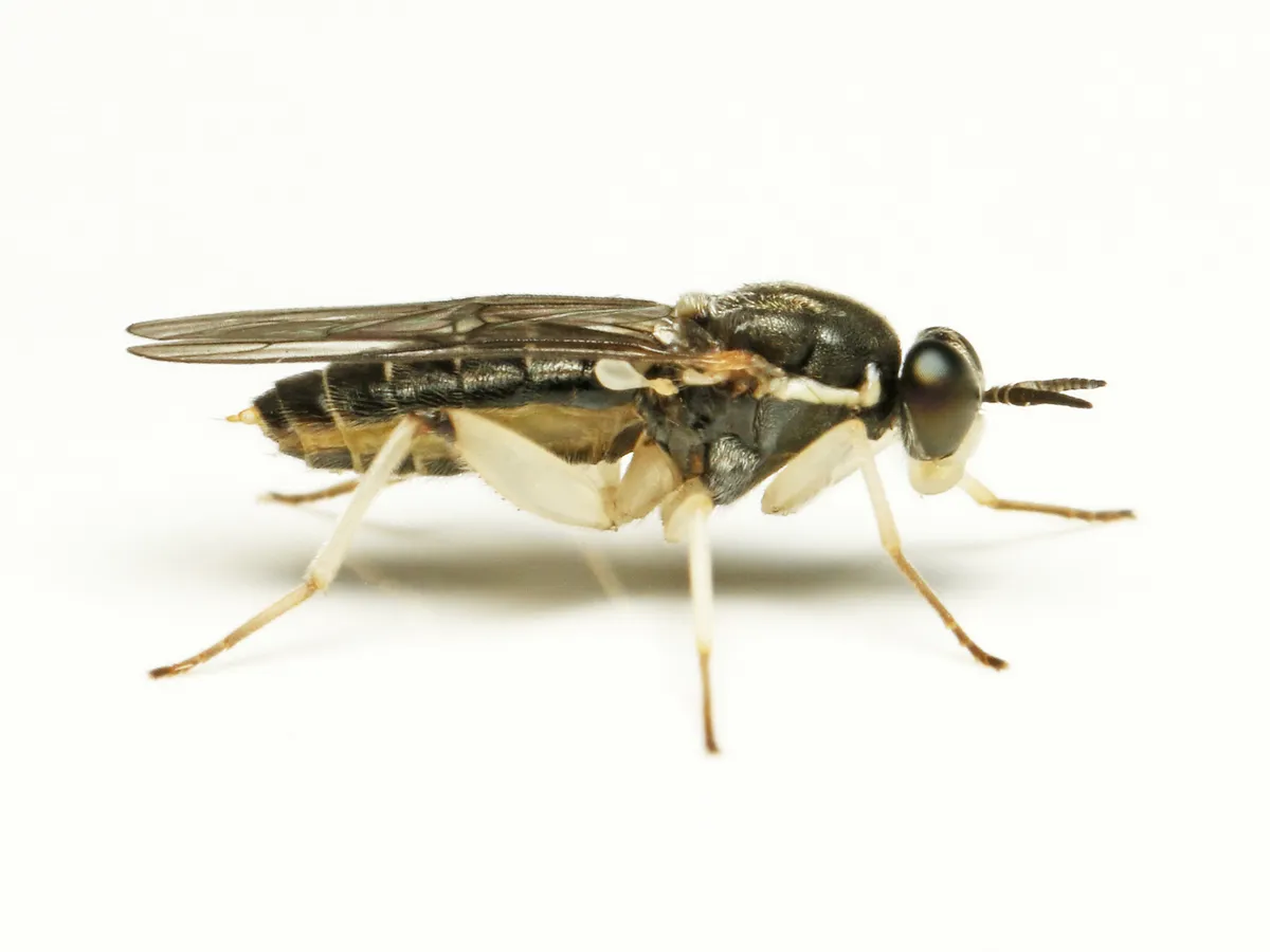 Solva pallipes - photo 3
