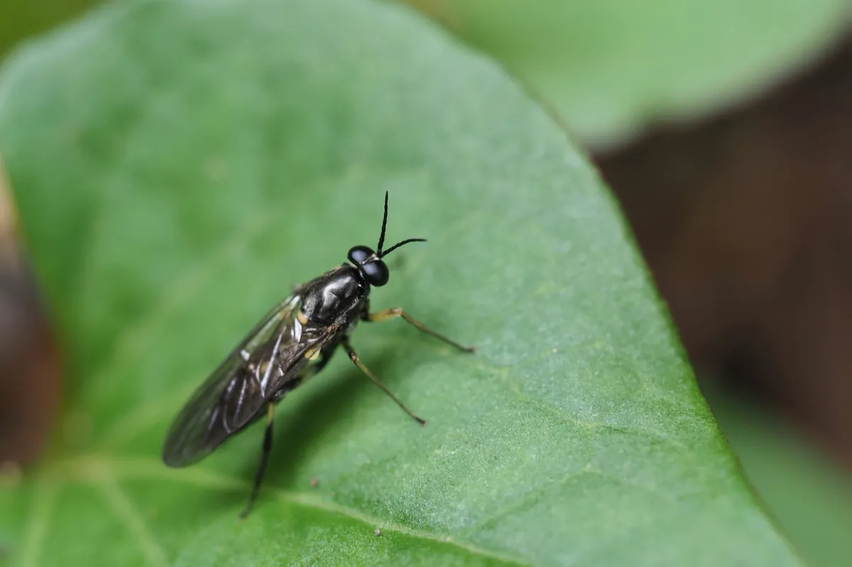 Solva procera - photo 3