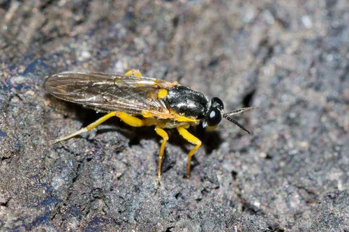 Solva varia