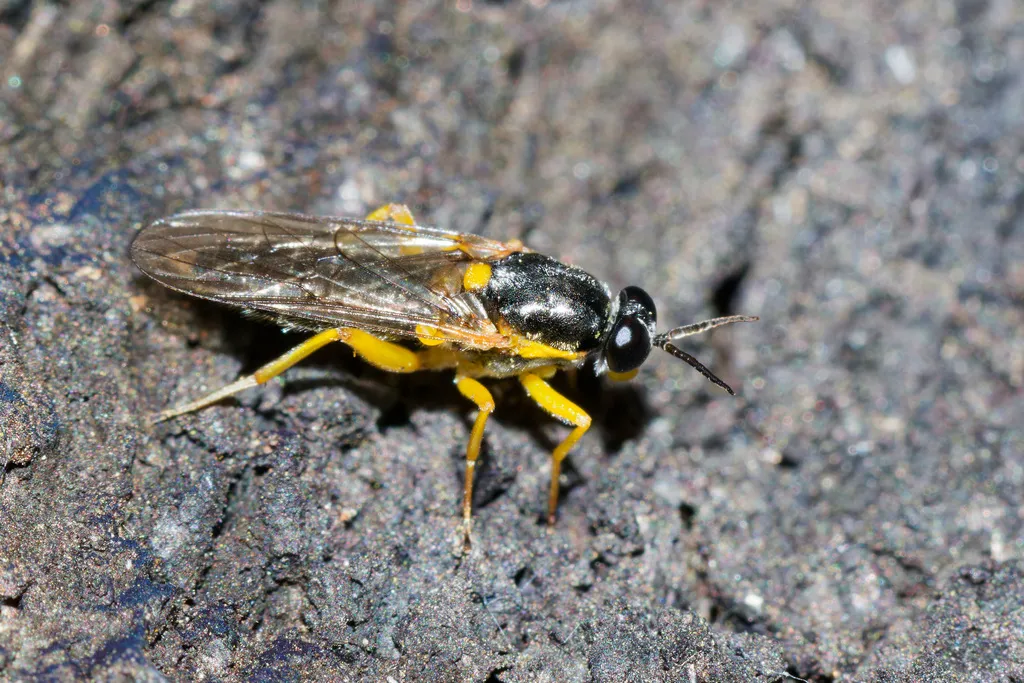 Solva varia - photo 2