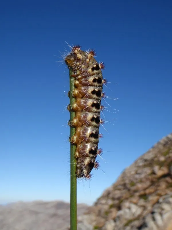 Old World Flannel Moths - photo 2