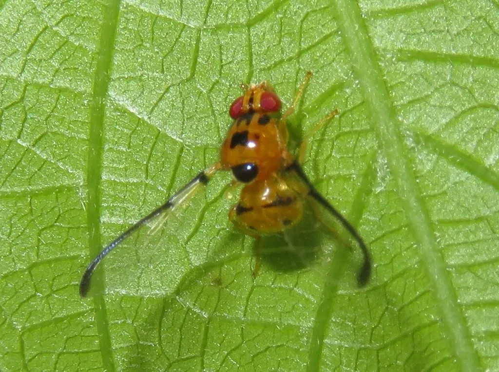 Somatiidae - photo 2