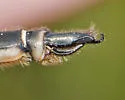 Ringed Emerald