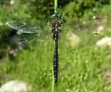 Ringed Emerald - photo 2
