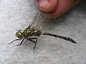 Ringed Emerald - photo 5