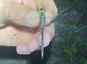 Calvert's Emerald