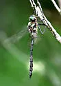 Ski-tipped Emerald