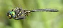 Plains Emerald