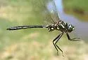 Plains Emerald - photo 4