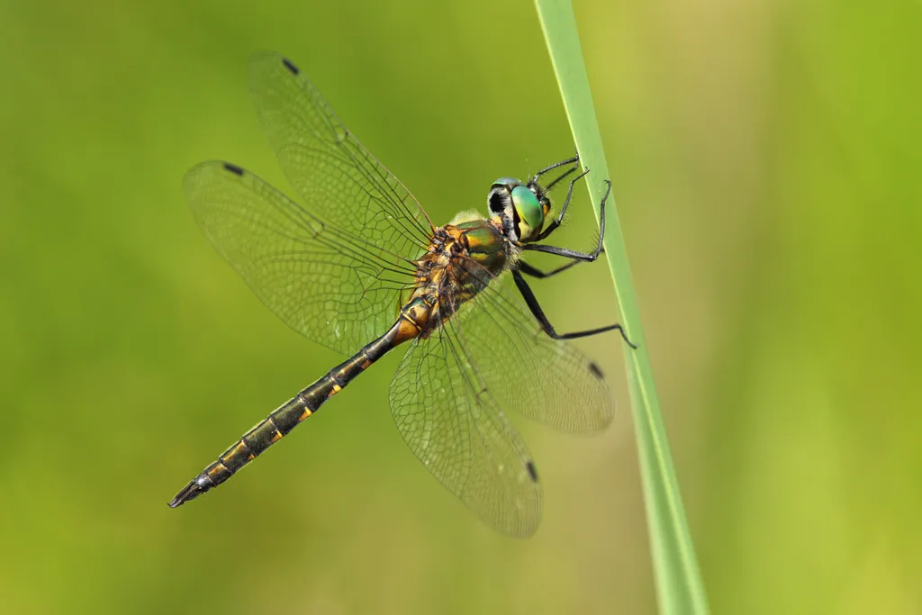 Yellow-spotted Emerald - photo 2