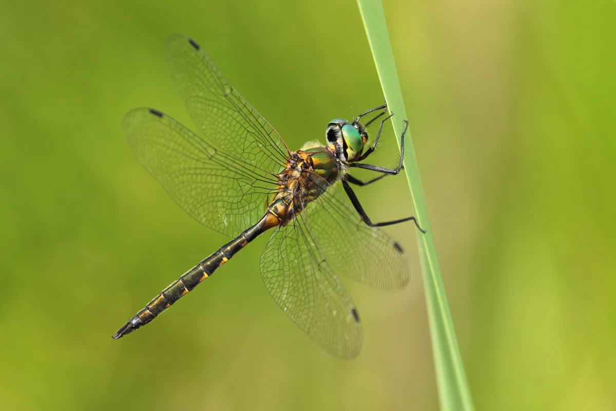 Yellow-spotted Emerald - photo 3