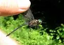 Delicate Emerald - photo 5