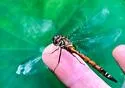 Coppery Emerald - photo 5