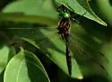 Hine's Emerald - photo 2