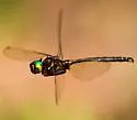 Hine's Emerald - photo 4