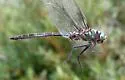 Hudsonian Emerald