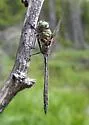 Hudsonian Emerald - photo 3