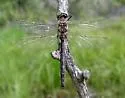Hudsonian Emerald - photo 4