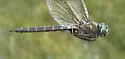 Hudsonian Emerald - photo 5