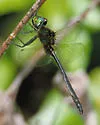 Kennedy's Emerald