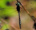 Kennedy's Emerald - photo 3