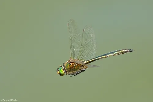 Brilliant Emerald