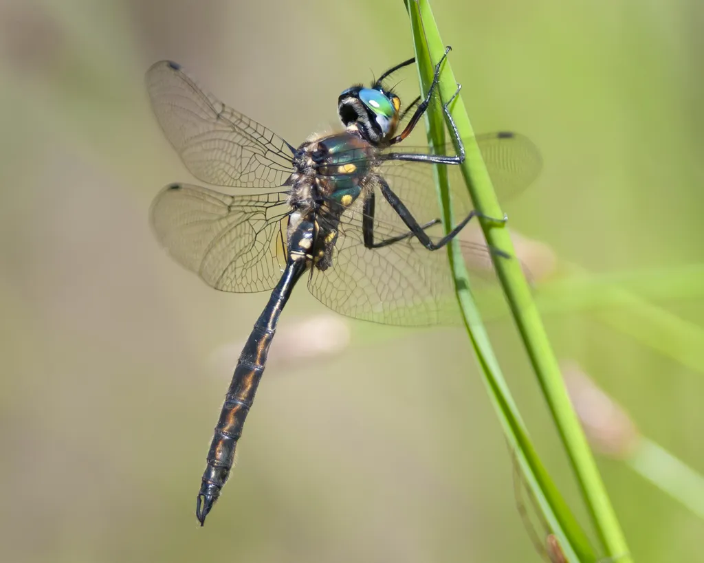 Ocellated Emerald - photo 2