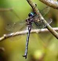 Ozark Emerald - photo 3