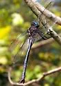 Ozark Emerald - photo 4