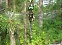 Treetop Emerald