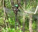 Treetop Emerald - photo 3
