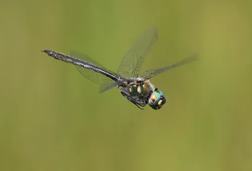 Mountain Emerald