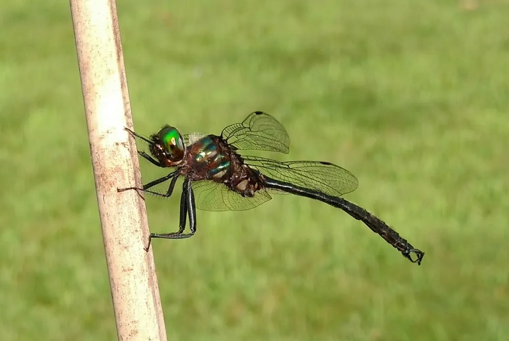 Clamp-tipped Emerald