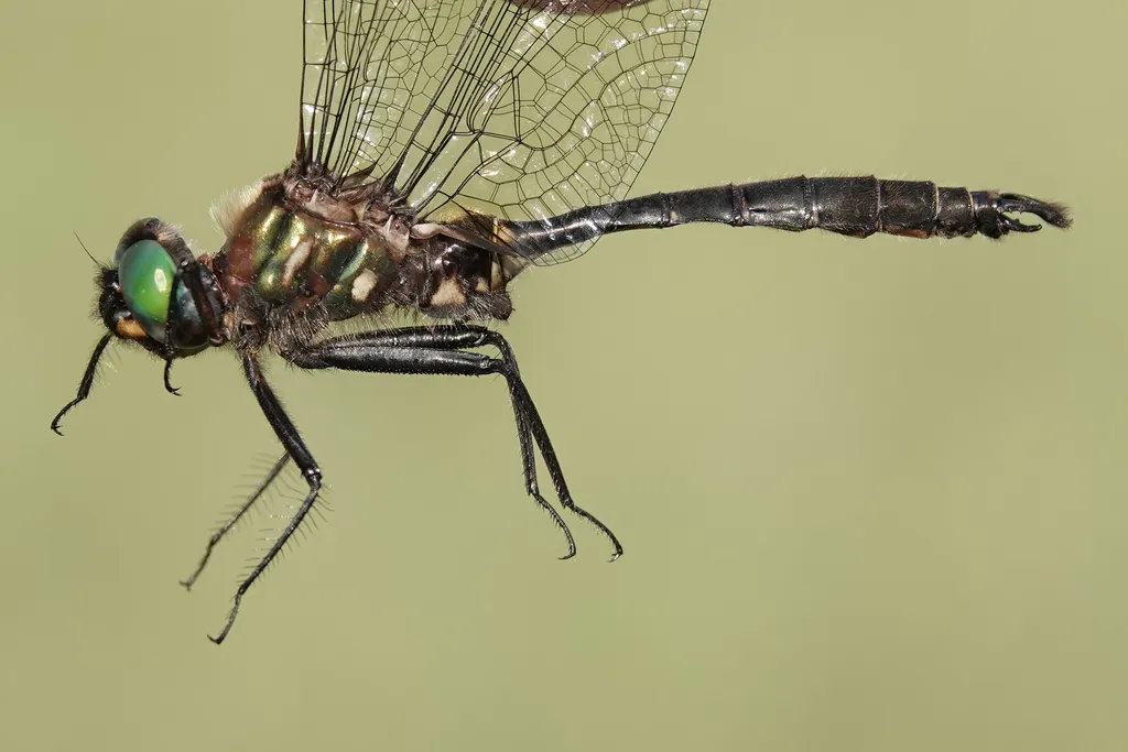 Brush-tipped Emerald - photo 2