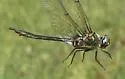Whitehouse's Emerald