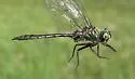 Whitehouse's Emerald - photo 2