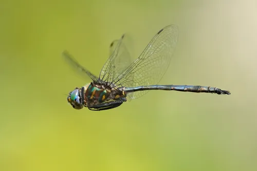 Williamson's Emerald