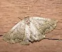 Somatolophia ectrapelaria - Hodges#6945