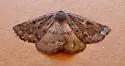 Somatolophia ectrapelaria - Hodges#6945 - photo 4