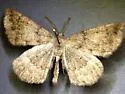 Somatolophia haydenata - Hodges#6947