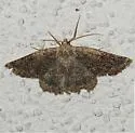 Somatolophia simplicius - Hodges#6948.3 - photo 2