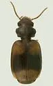 Somotrichus unifasciatus