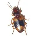 Somotrichus unifasciatus - photo 2