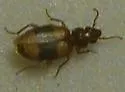 Somotrichus unifasciatus - photo 3