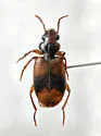 Somotrichus unifasciatus - photo 4
