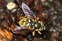 Somula decora