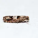 Sonia albimacula - Hodges#3219.11