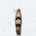 Sonia albimacula - Hodges#3219.11 - photo 2
