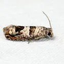 Sonia albimacula - Hodges#3219.11 - photo 3
