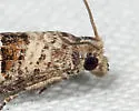 Sonia albimacula - Hodges#3219.11 - photo 4